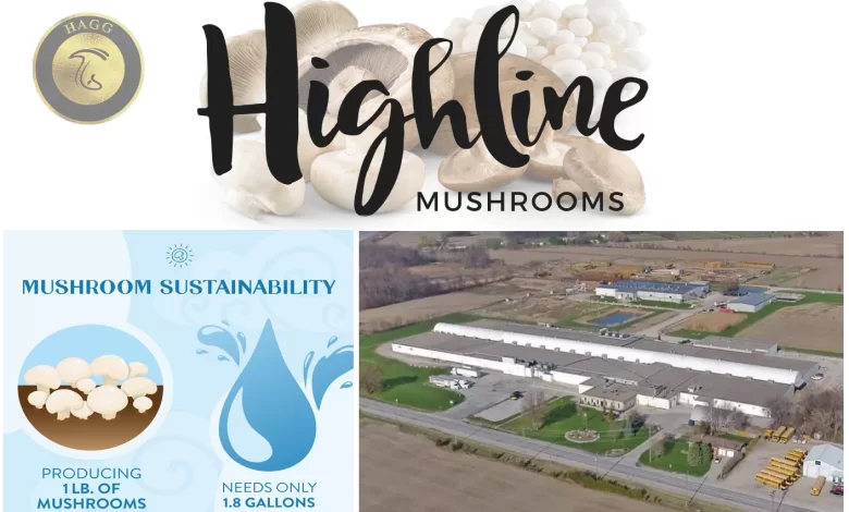 کارخانه هایلاین ماشرومز (Highline Mushrooms)، به عنوان بزرگترین پرورش دهنده قارچ ارگانیک جهان با چالش تامین آب روبرو است
