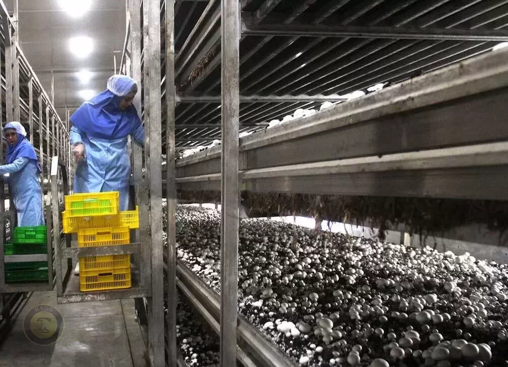 عکس مربوط به کشت و صنعت اورامان سبز قارچ هستی است