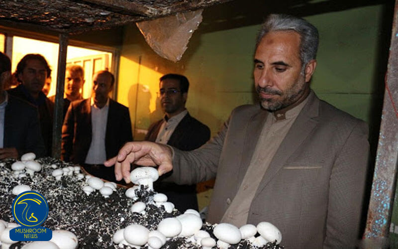 نخستین برداشت قارچ خوراكی در زندان یزد