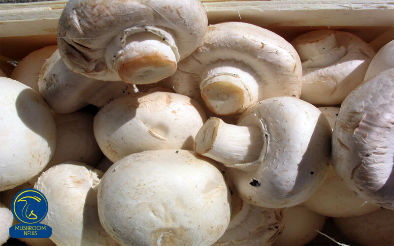 عرضه انواع قارچ‌ خوراکی در کشور هلند