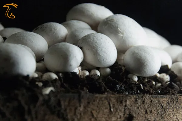 تجربه های یک کارآفرین جوان در پرورش قارچ