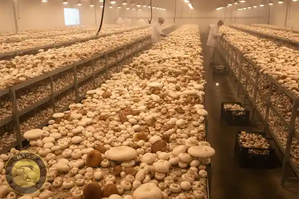 قیمت منطقی هر کیلو قارچ در بازار 45 هزار تومان