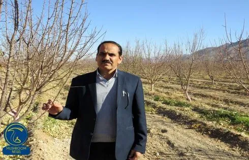 عکسی مربوط به مقاله کاهش ۸۰ درصدی مصرف قارچ در استان یزد