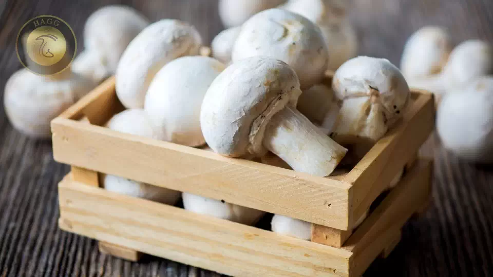 بی خطر بودن قارچ های پرورشی از نظر تمامی کارشناسان تغذیه