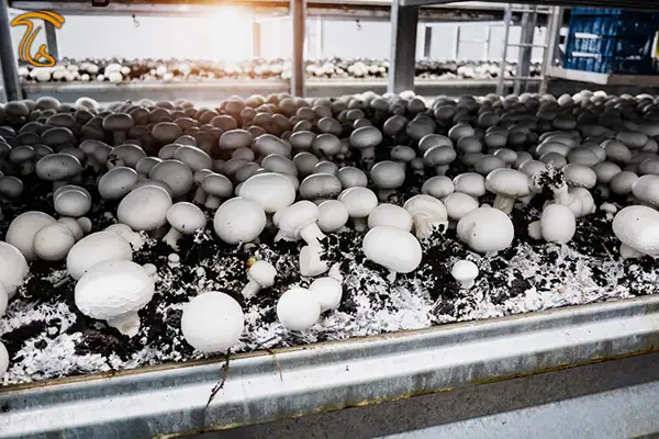 میزان تولید قارچ