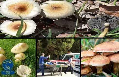 عکسی در رابطه مقاله تکذیب مسمومیت با قارچ در فارس