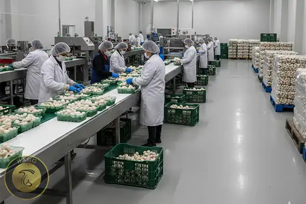 عکسی است از سالن بسته بندی قارچ دکمه ای سفید