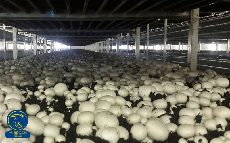 تولیدات قارچ خوراکی در استان مرکزی