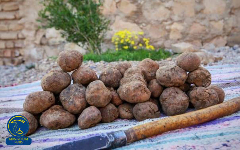 قارچ دنبلان بزرگ اما پر خاصیت, هاگ
