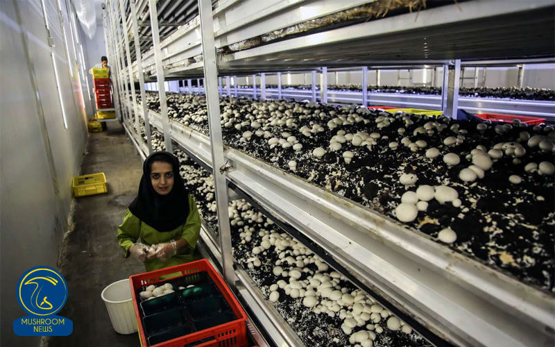 تولید قارچ کشور در کارخانه اورامان سبز