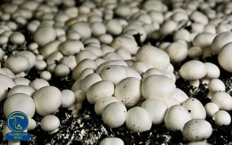 تولید بیش از ۳ هزار تن قارچ در همدان
