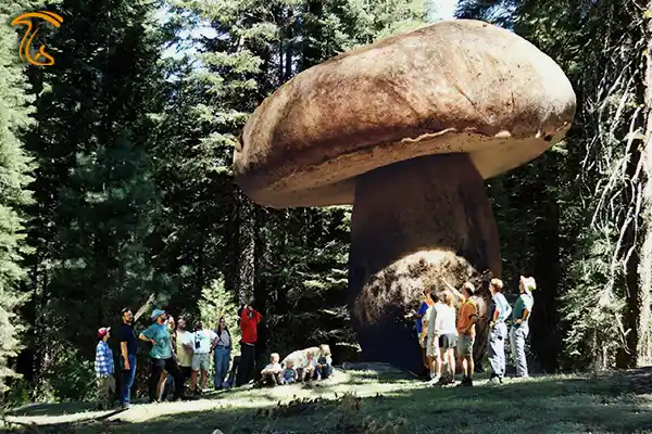 قارچ آرمیلاریا قارچی بزرگ‌تر از وال بزرگ‌ ترین موجود زنده در جهان