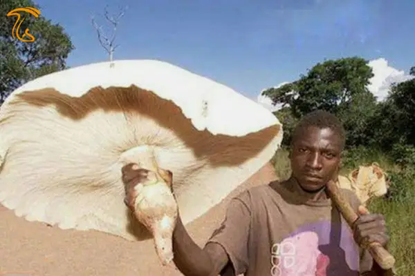 بزرگترین قارچ خوراکی