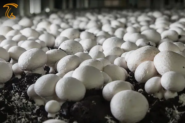 تولید قارچ دکمه ای در ایلام