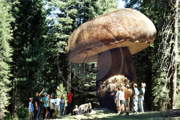قارچ آرمیلاریا قارچی بزرگ‌تر از وال