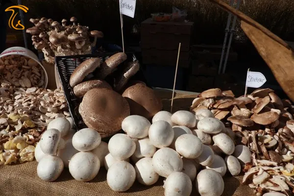 رشد 50 درصدی تولید قارچ خوراکی