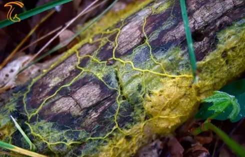 بلاب، قارچ یا حیوان؟؟!!