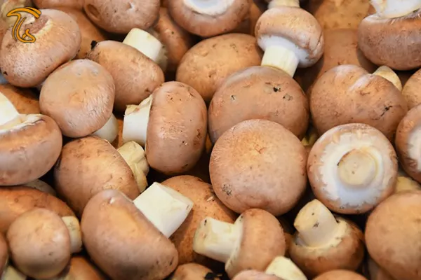 تولید روزانه 500 تن قارچ در کشور