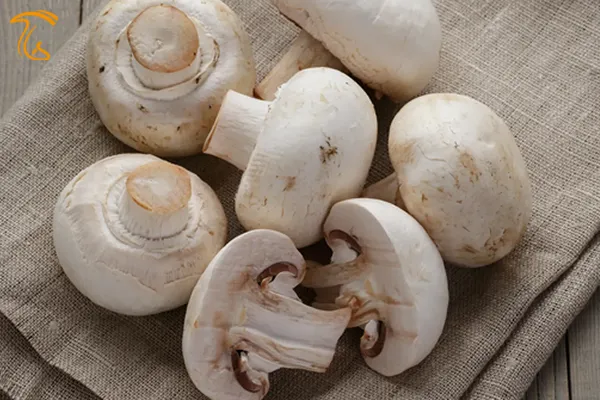 قارچ خوراکی