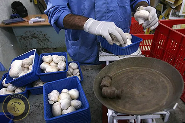 نرخنامه سازمان میادین میوه و تره بار 1398