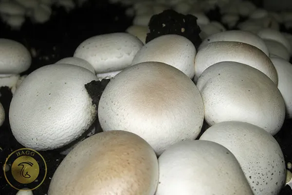 عرضه قارچ خوراكی در خمين