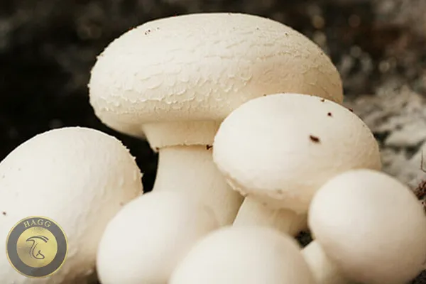 تولید روزانه ۴۵۰ تن قارچ