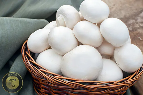 تولید ۵ هزار تن قارچ خوراکی استان البرز