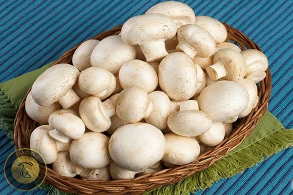 تولید ۵ هزار تن قارچ خوراکی استان البرز