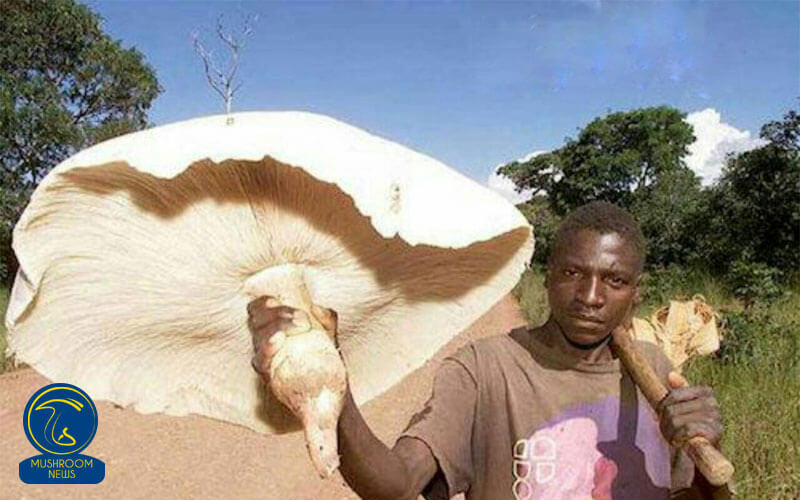 بزرگترین قارچ خوراکی