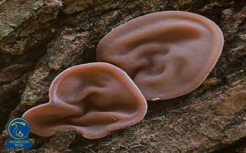آشنایی کامل با قارچ گوش چوب