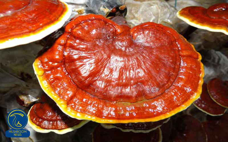 فواید قارچ گانودرما, هاگ