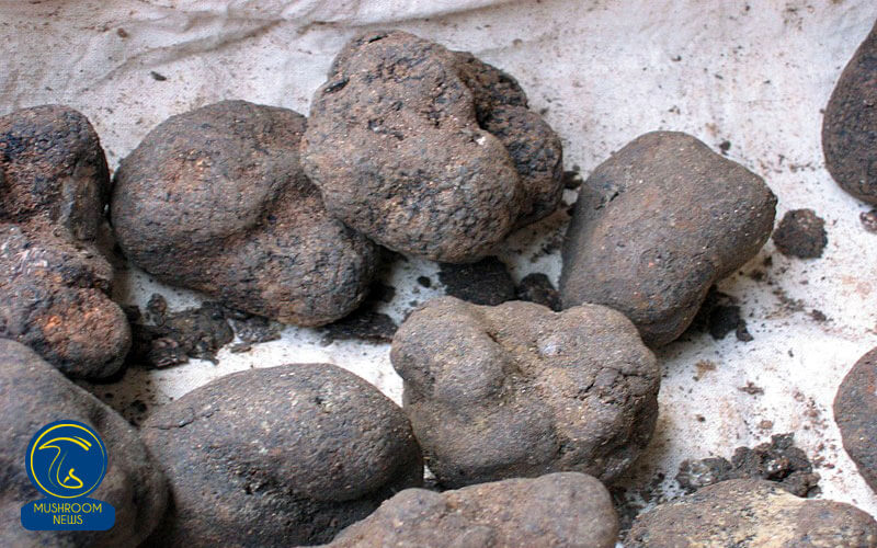 قارچ دُنبَلان, هاگ