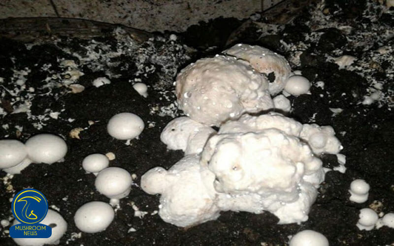 بيماری مایکوگون