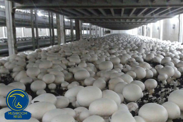 تولید ۲۵۰ تن قارچ خوراکی در خمین