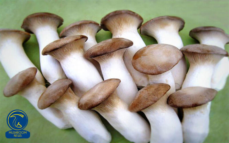 قارچ شاه صدف, هاگ