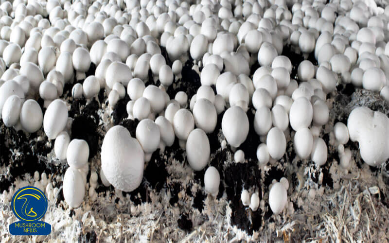 اهمیت کیفیت میسیلیوم در پرورش قارچ