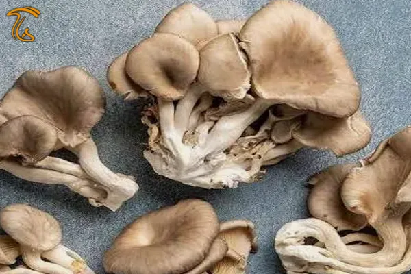 تولید قارچ صدفی