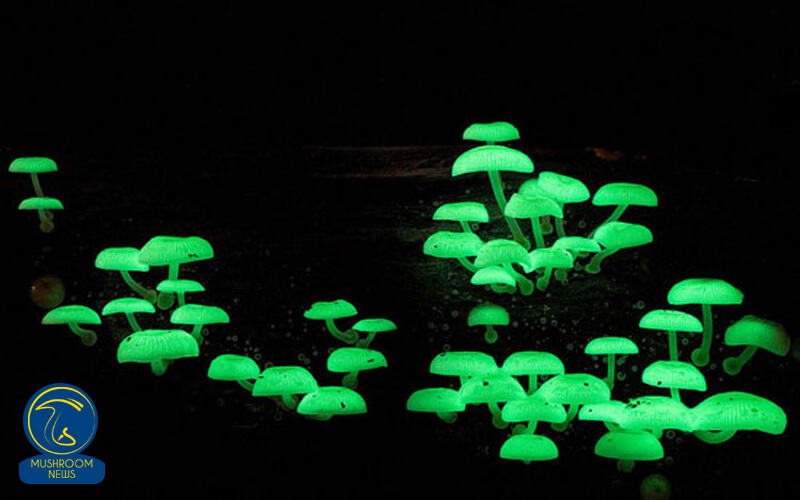 اسرار درخشش قارچ ها در شب