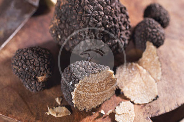 قارچ خوراکی گرانتر از خاویار, هاگ