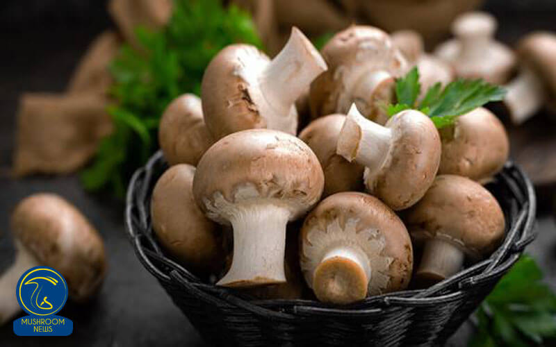 از قارچ‌ها خوراکی چه می‌دانیم؟