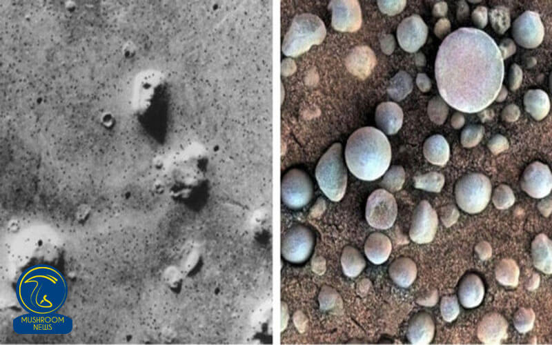 انتشار تصویر قارچ‌های سیاره سرخ از سوی ناسا