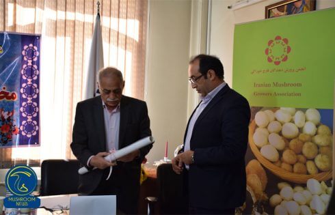 مصرف قارچ های وحشی