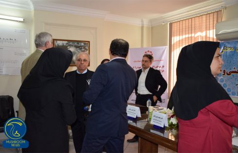 مصرف قارچ های وحشی