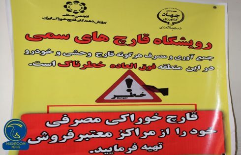 مصرف قارچ های وحشی
