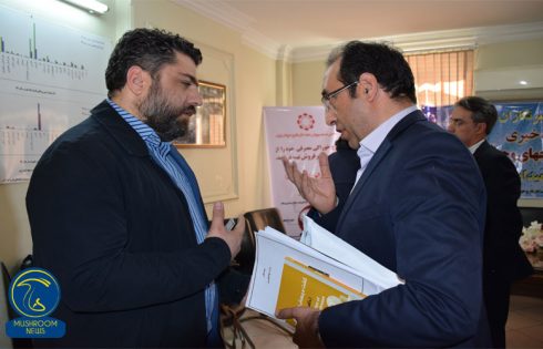 مصرف قارچ های وحشی