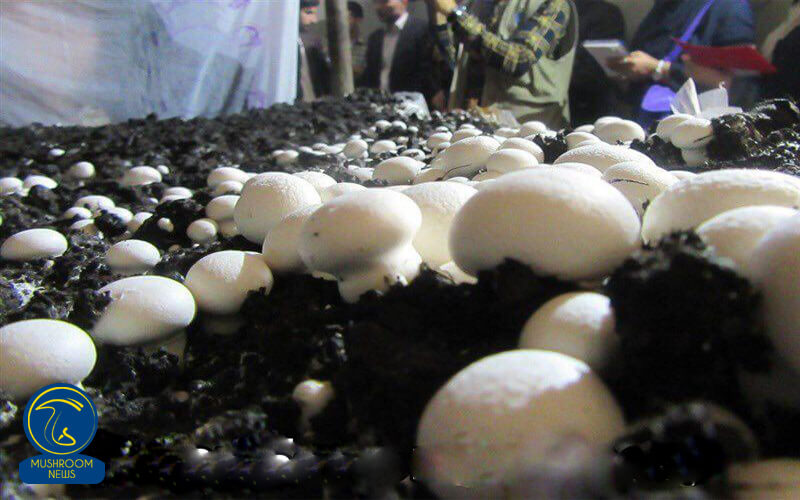 گزارشی از برزرگترین واحد تولید قارچ جنوب شرق کشور