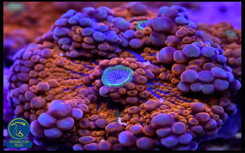 قارچ مرجان