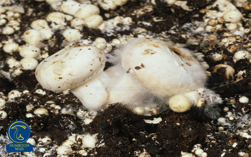 بیماری تار عنکبوتی cobweb, هاگ