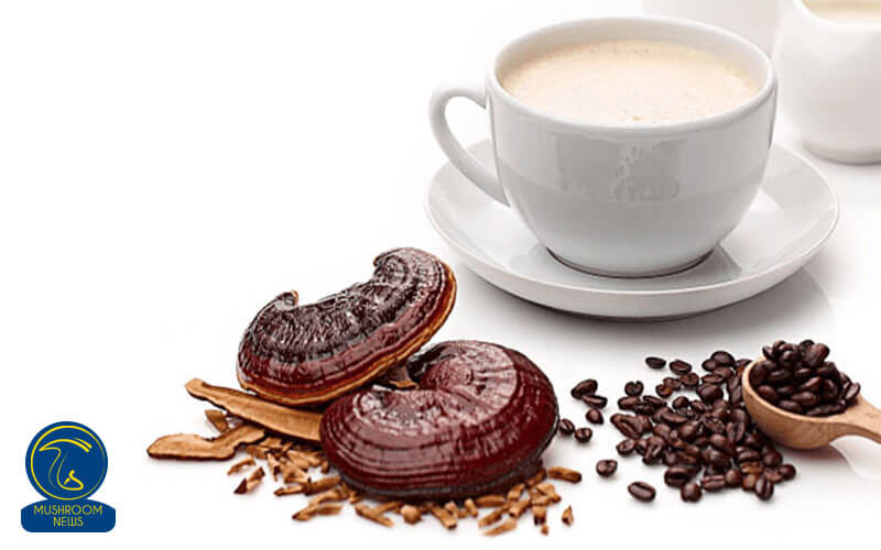 آشنایی کامل با قهوه گانودرما + فواید و مضرات آن