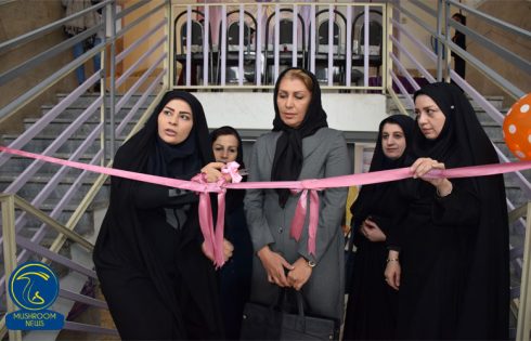 آشپزی با قارچ